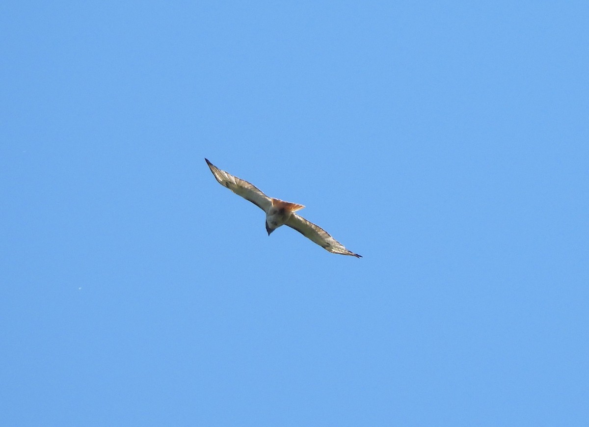 Red-tailed Hawk - ML349853891