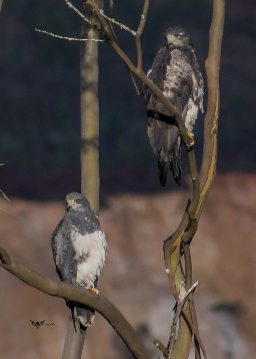 Black-chested Buzzard-Eagle - ML349855131