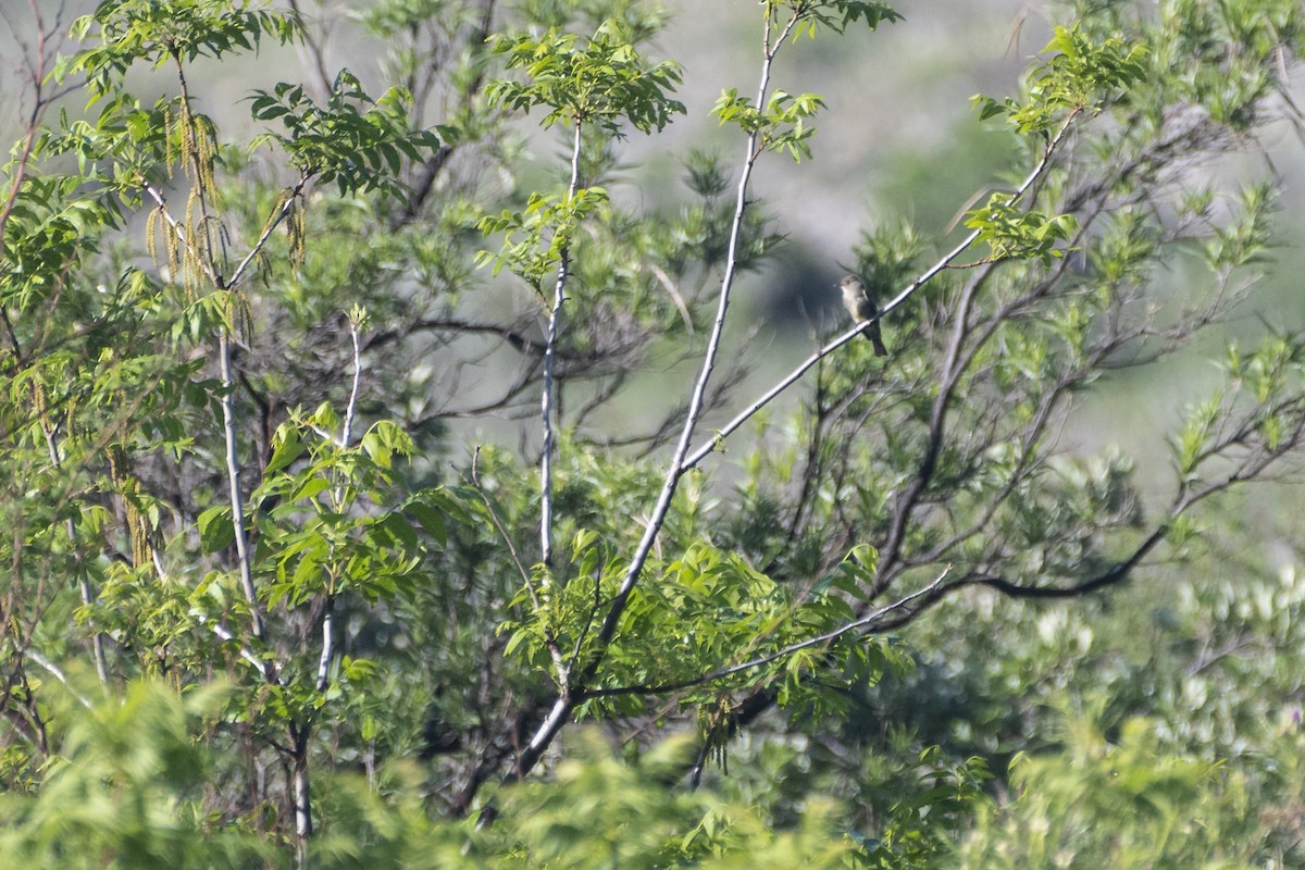 Western Wood-Pewee - ML349855841