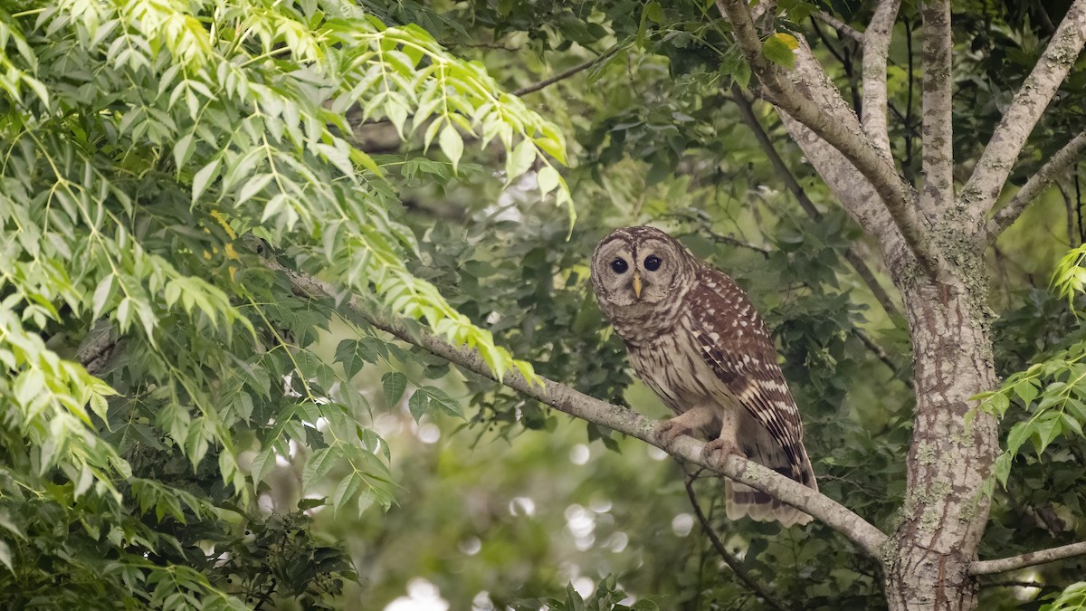 Barred Owl - Bryan Calk