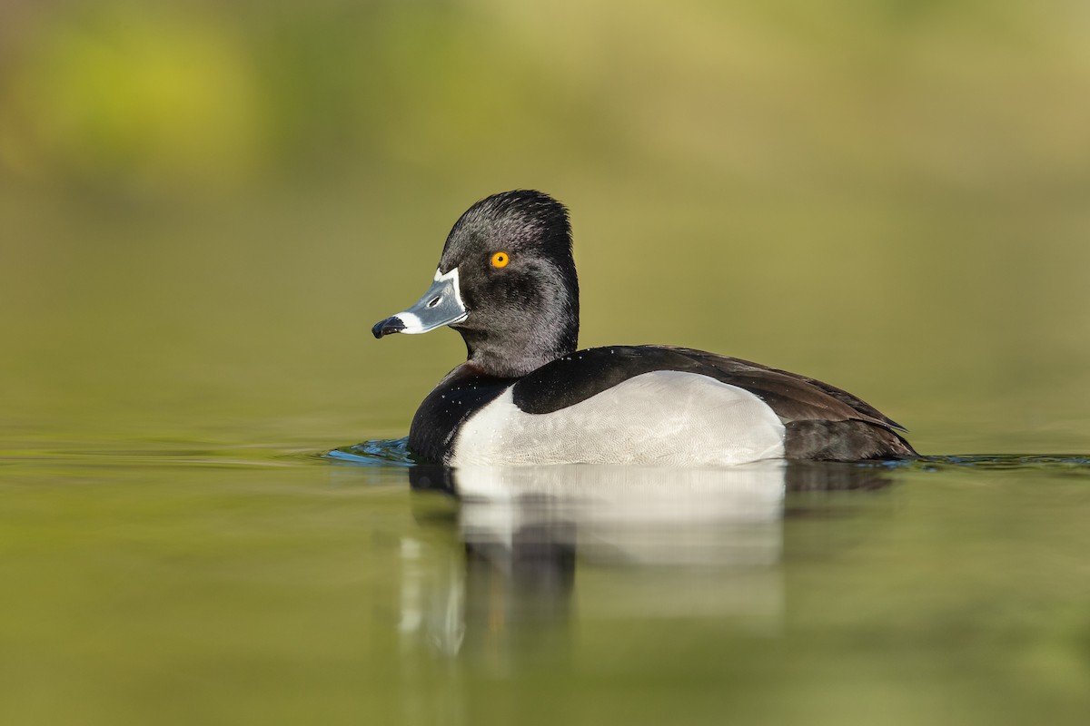 Ring-necked Duck - ML349857971