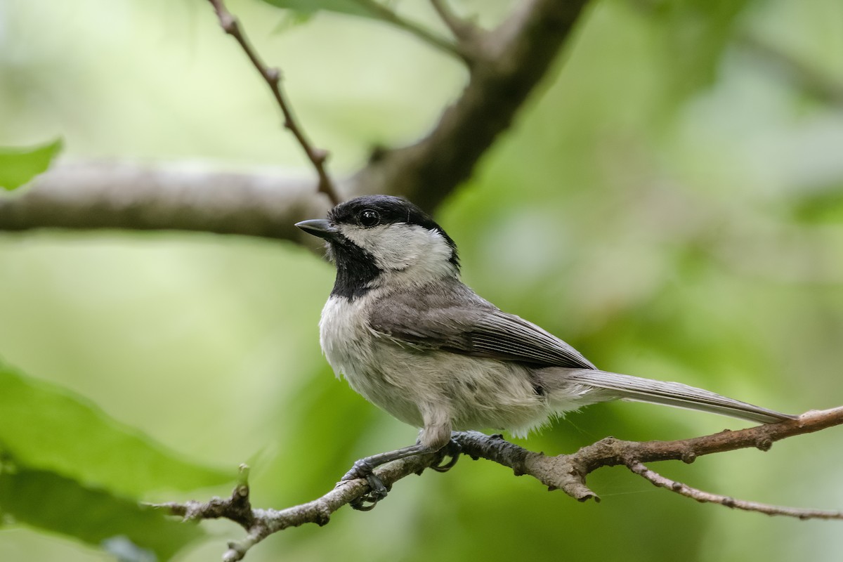 Carolina Chickadee - ML349858081