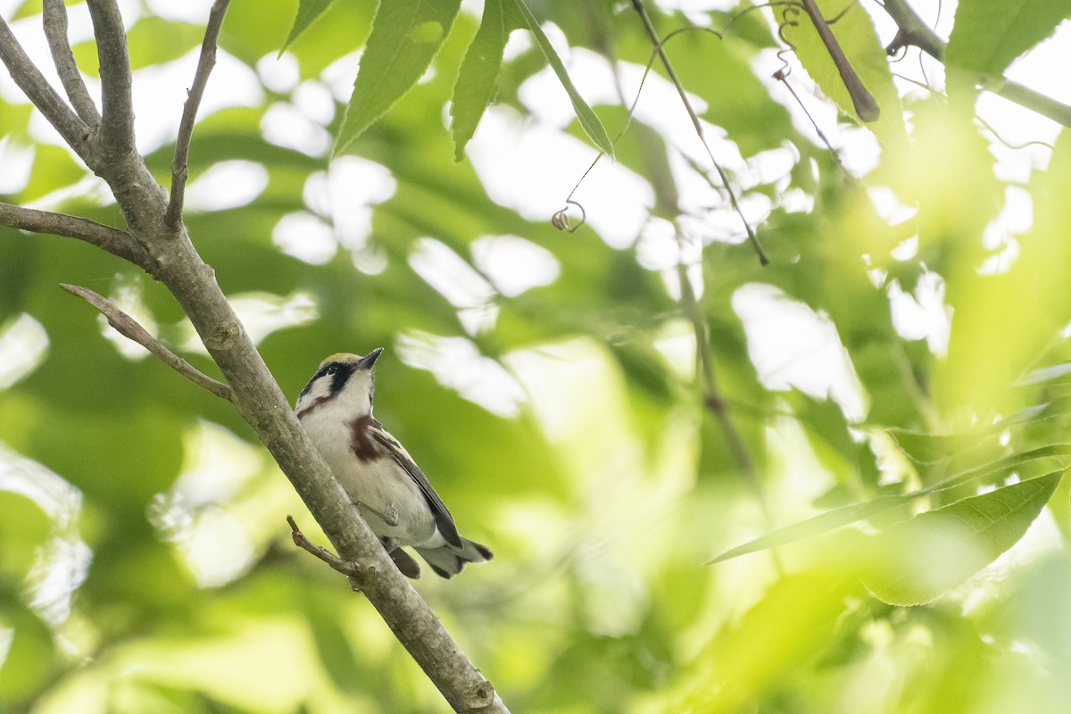 Chestnut-sided Warbler - Bryan Calk