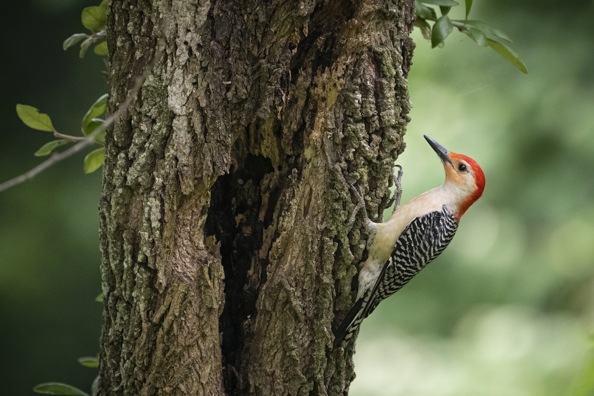 Red-bellied Woodpecker - ML349858461
