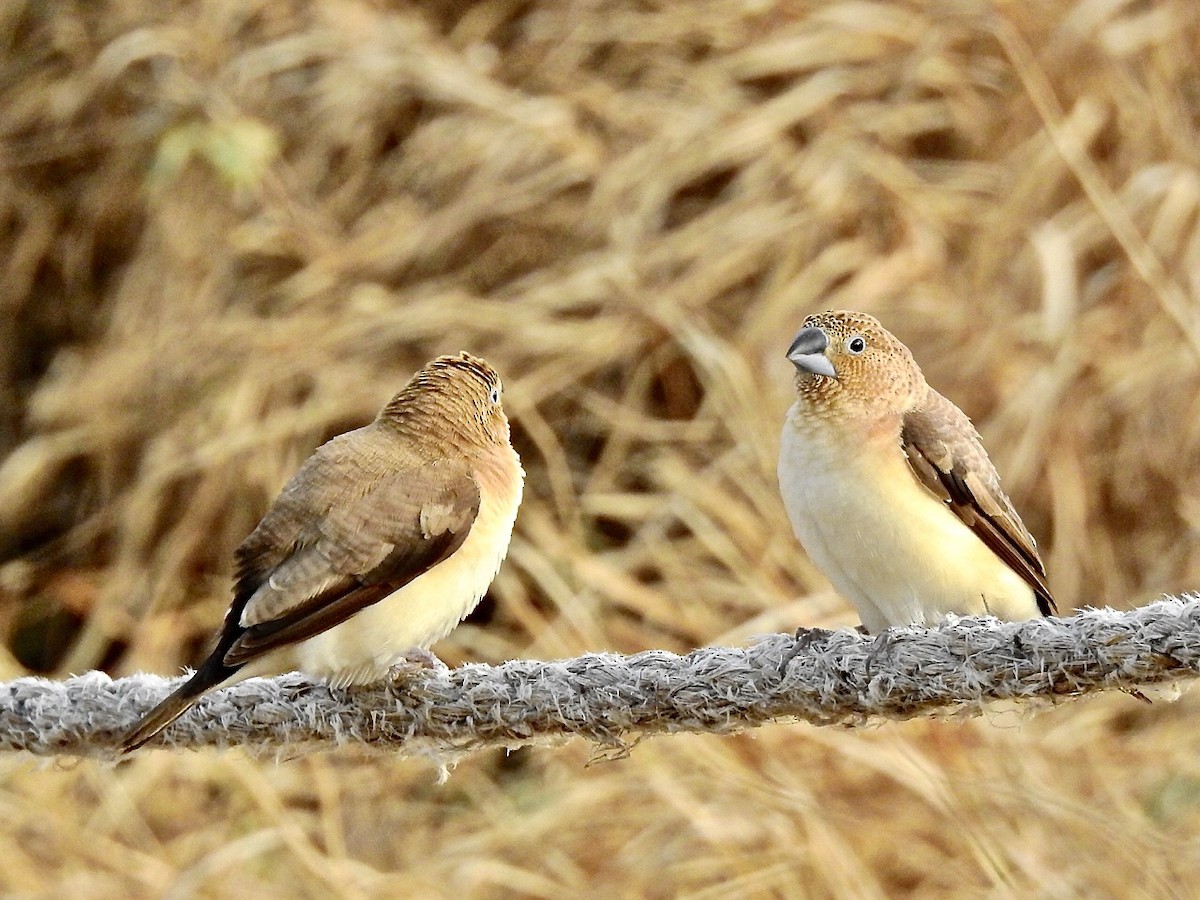 African Silverbill - ML349863571