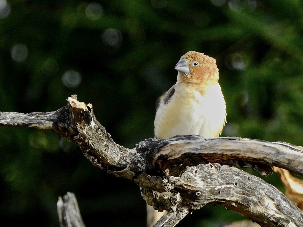 African Silverbill - ML349863641