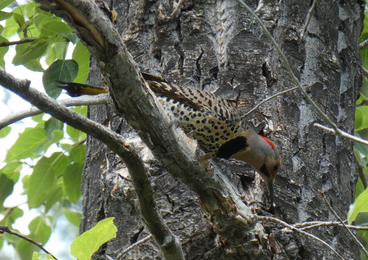 Carpintero Escapulario - ML349863871