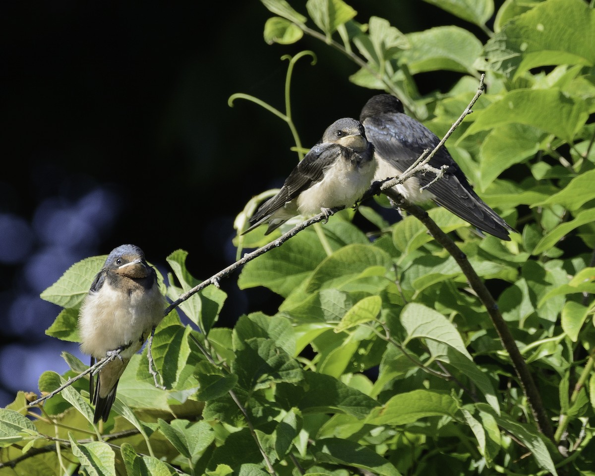 Barn Swallow - ML349864661