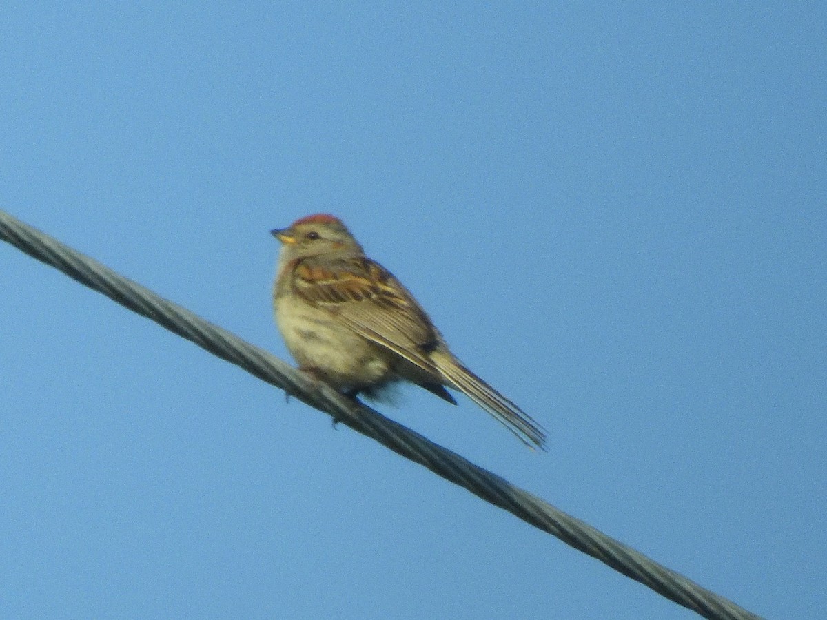 American Tree Sparrow - Merryl Edelstein