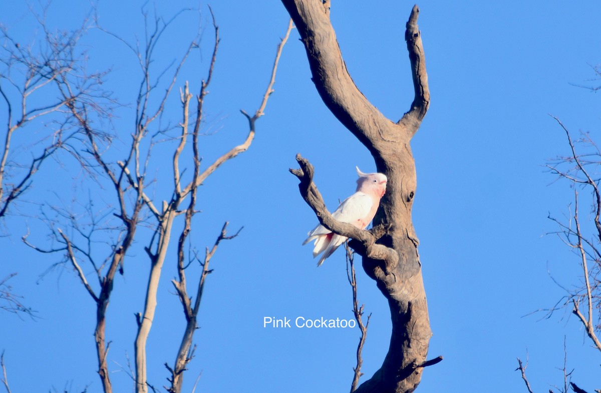 Pink Cockatoo - ML349866171