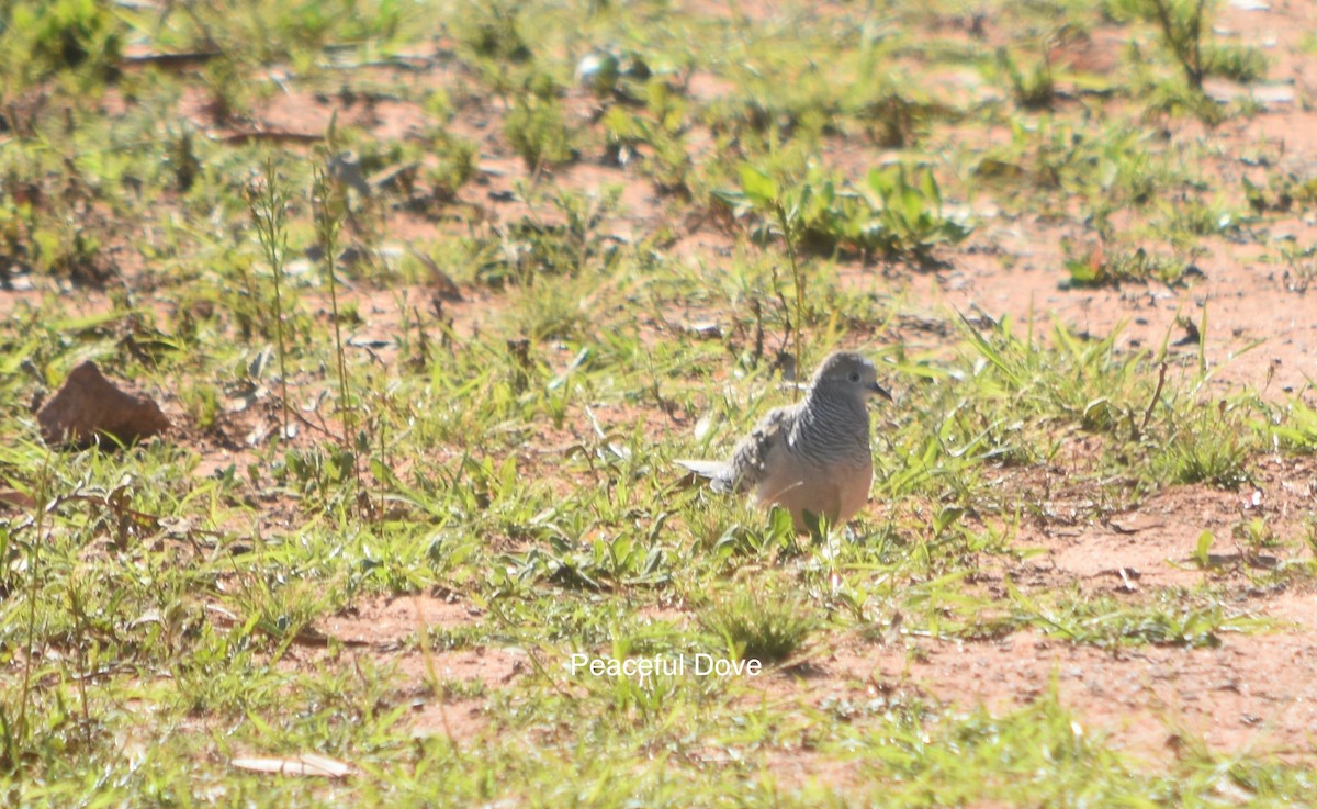 Peaceful Dove - ML349866691