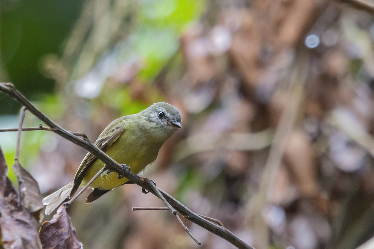 Planalto Tyrannulet - Gabriel Bonfa