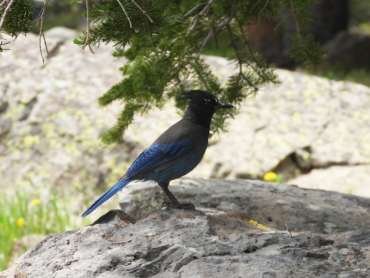 Steller's Jay - Glenn Pearson