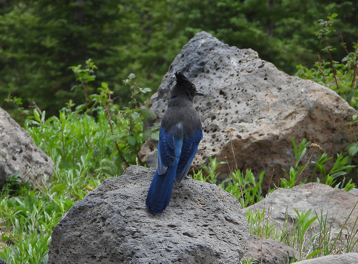 Steller's Jay - ML349867481