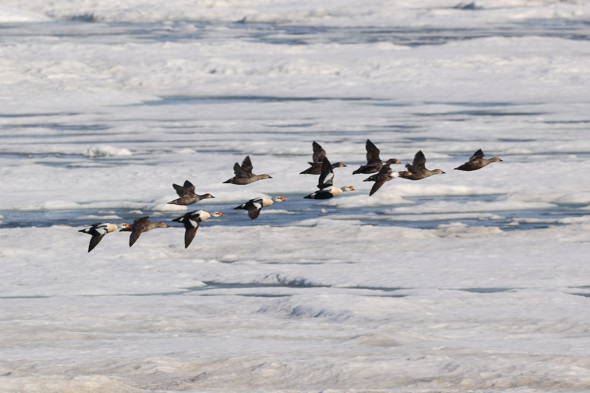 King Eider - ML349868181