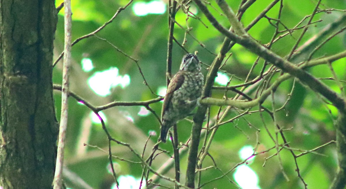 Scaled Piculet - ML349868451
