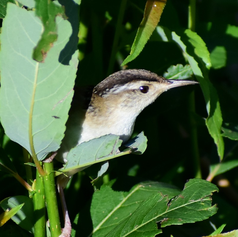 Marsh Wren - ML349868551