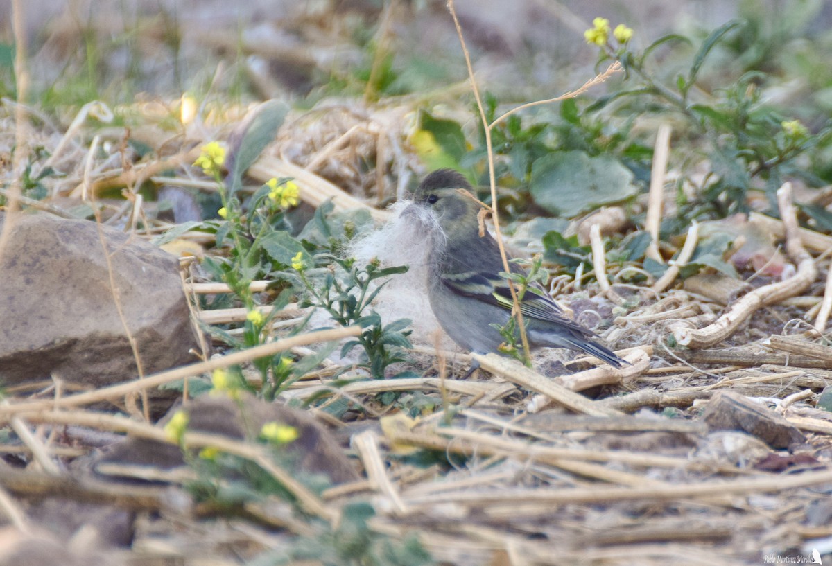 Black-chinned Siskin - ML349868801