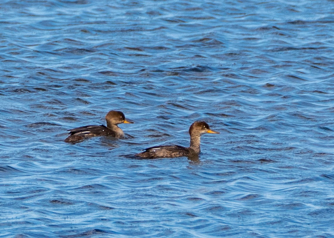 Hooded Merganser - Dori Eldridge