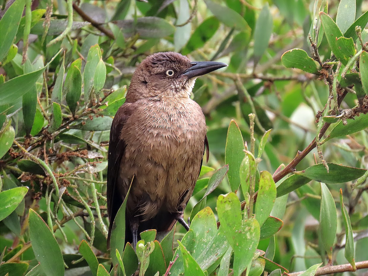 Great-tailed Grackle - ML349869671