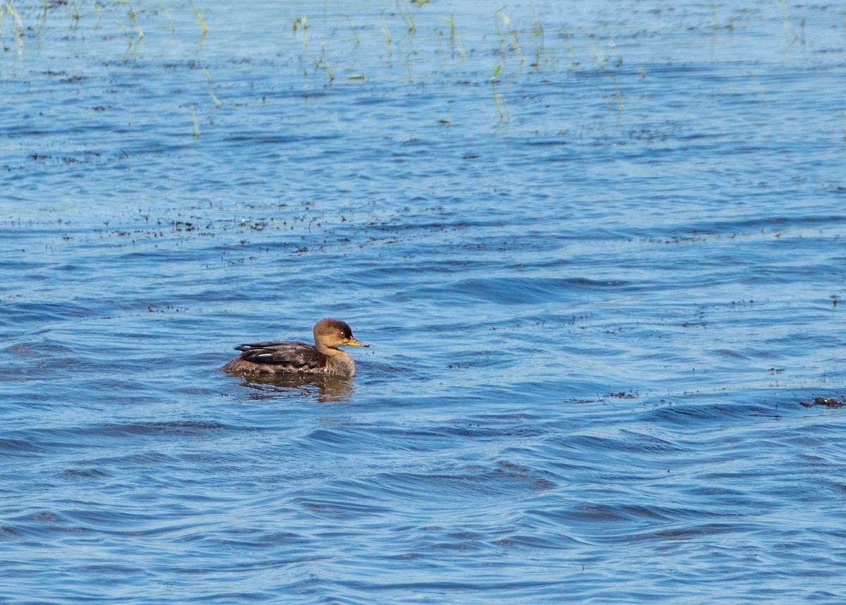 Hooded Merganser - ML349869701