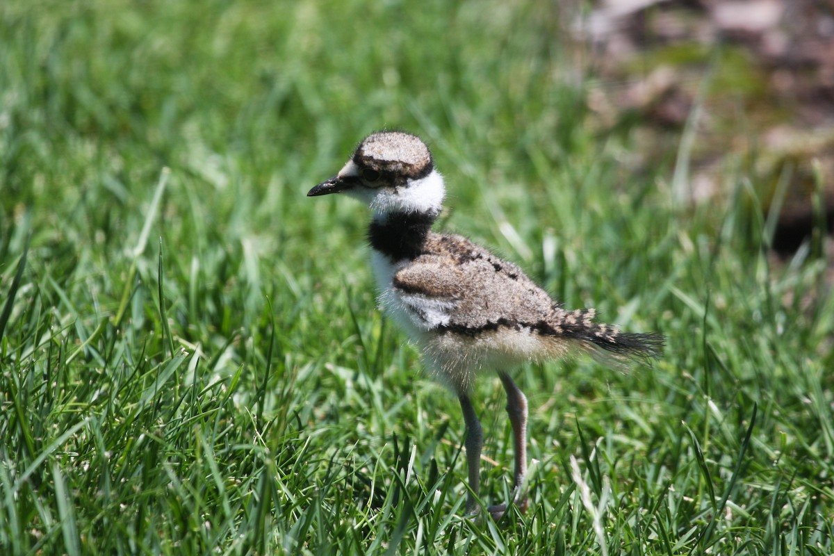 Killdeer - Terry Martin