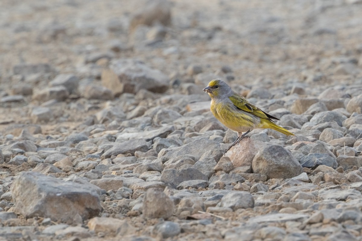 Cape Canary - Michel Gutierrez