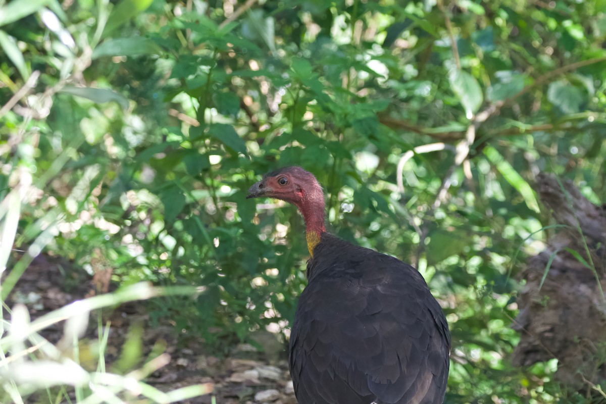 Australian Brushturkey - ML349872161