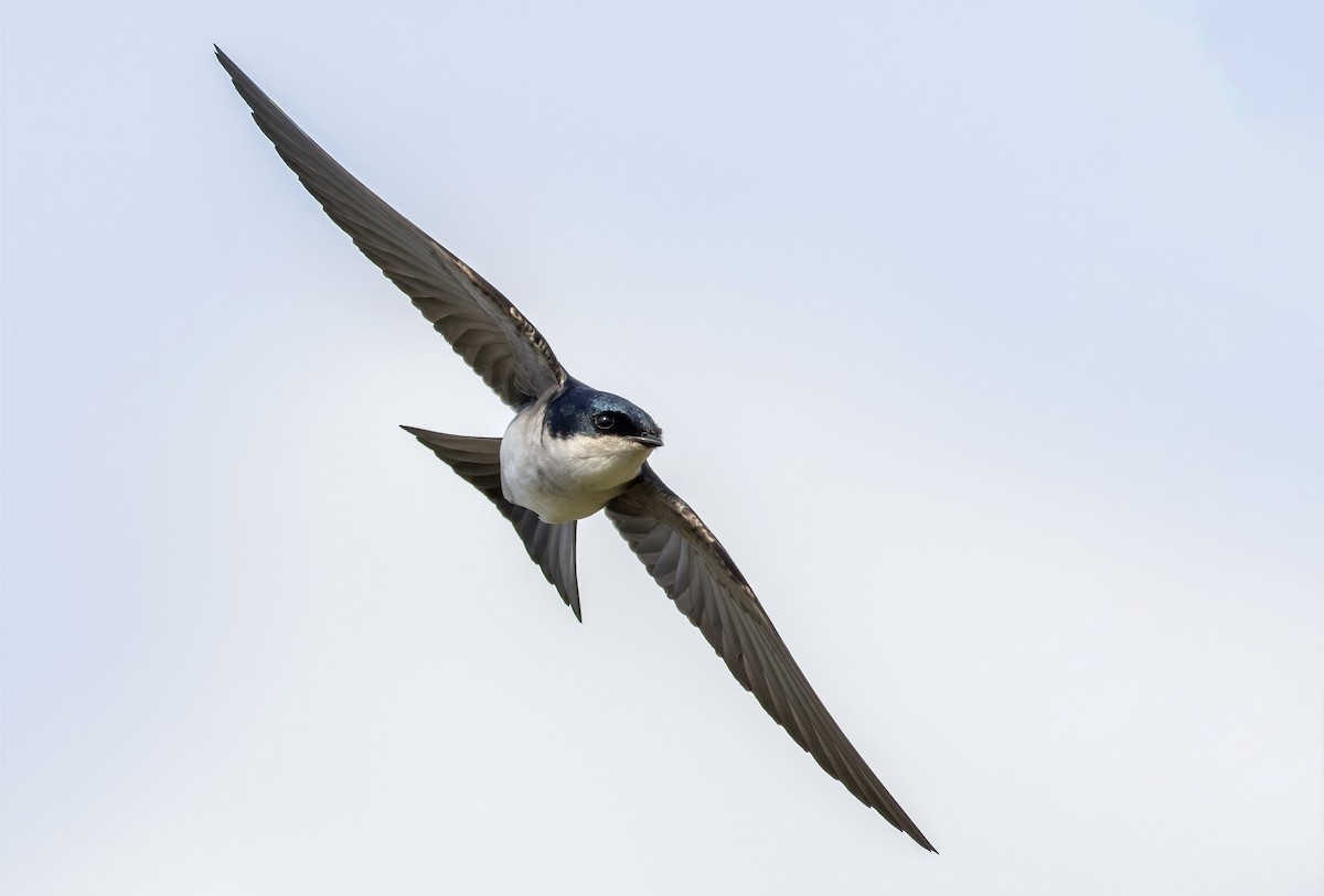 Chilean Swallow - ML349872681