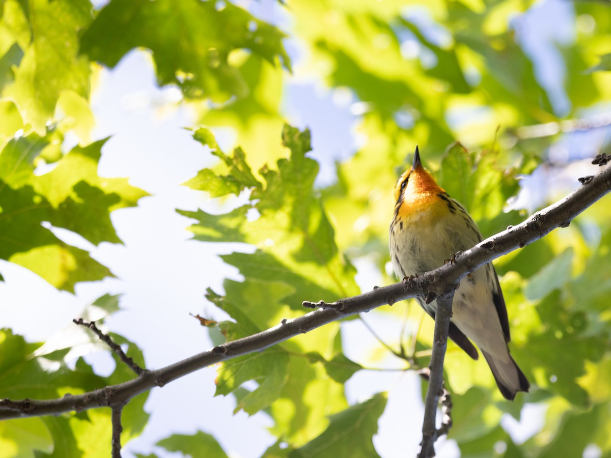 Blackburnian Warbler - ML349873941