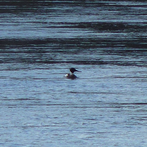 Red-breasted Merganser - ML34987471