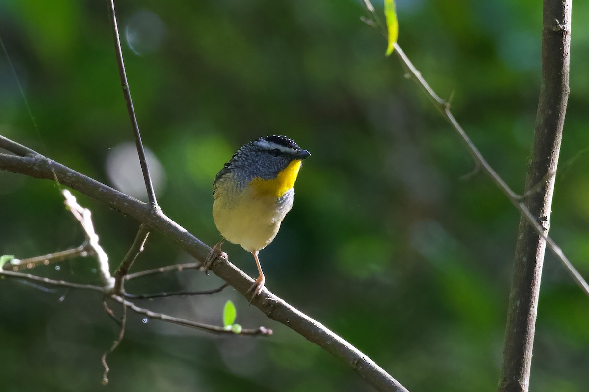 Spotted Pardalote - ML349875021