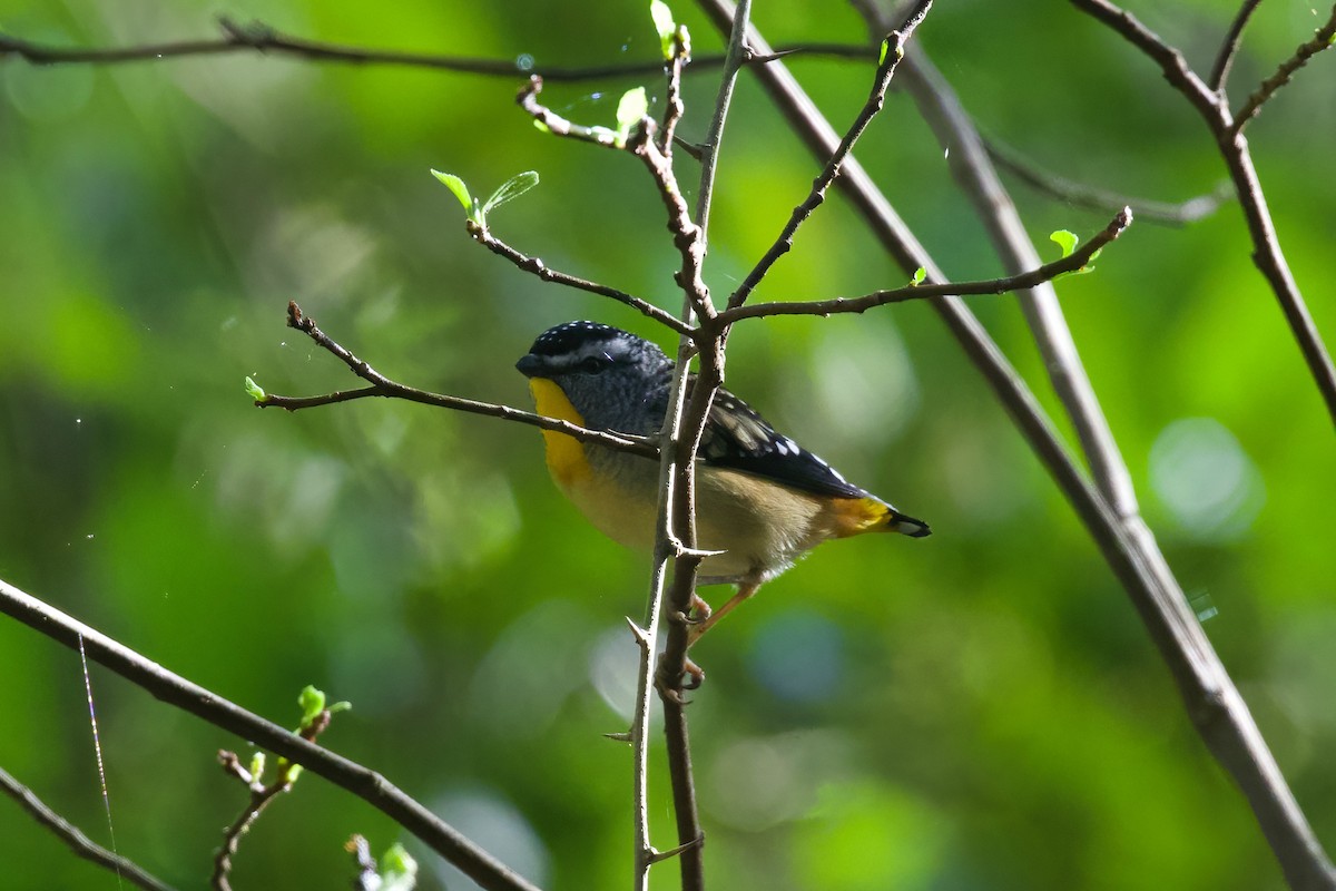 Spotted Pardalote - ML349875041