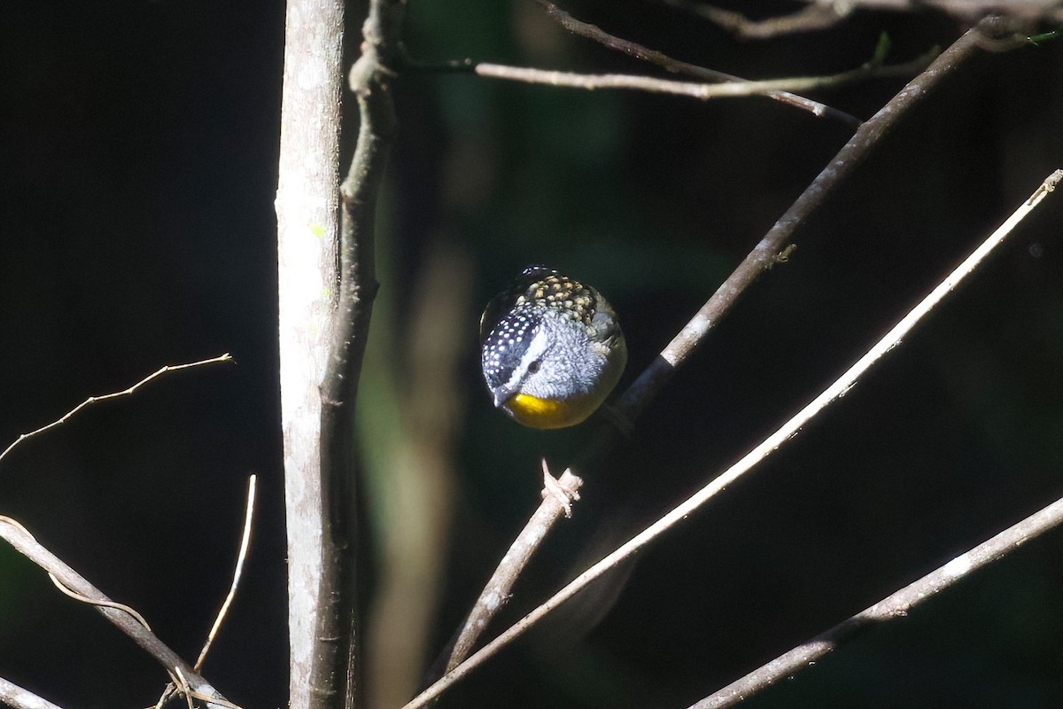Spotted Pardalote - ML349875131