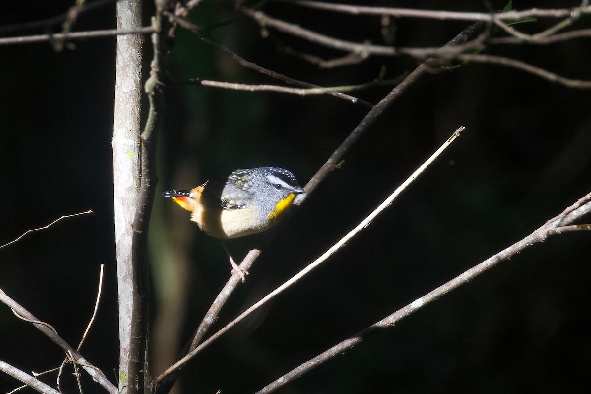 Spotted Pardalote - ML349875151
