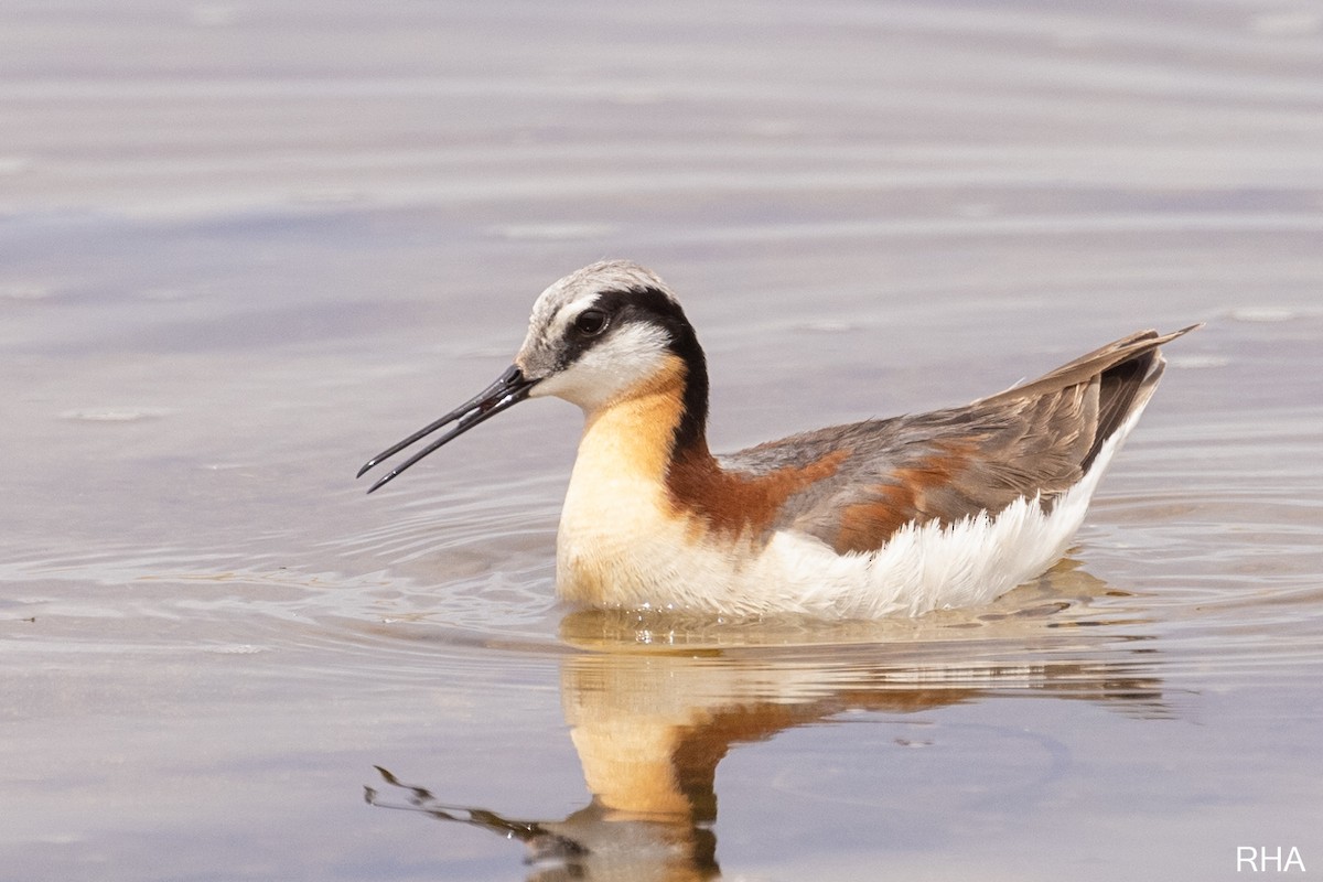 Wilson's Phalarope - ML349875261