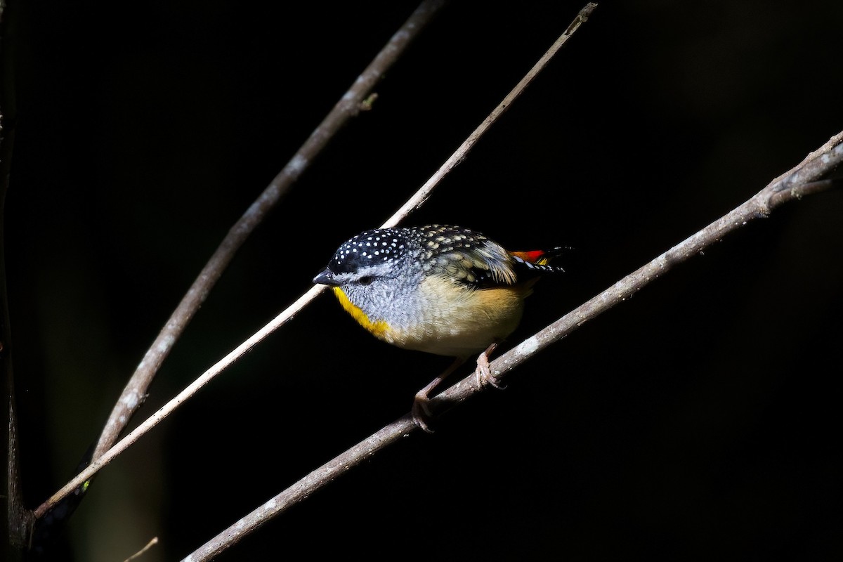 Spotted Pardalote - ML349875311