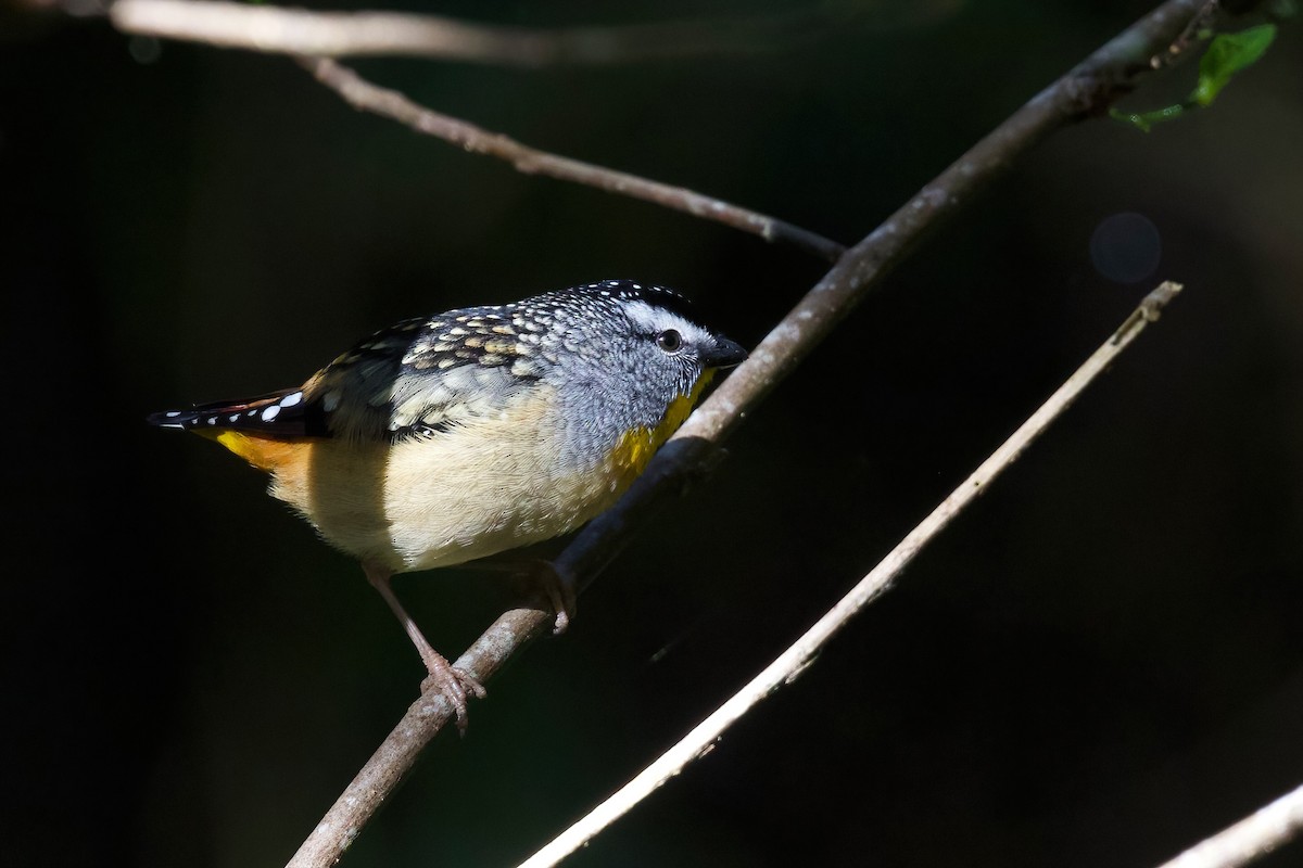 Spotted Pardalote - ML349875321