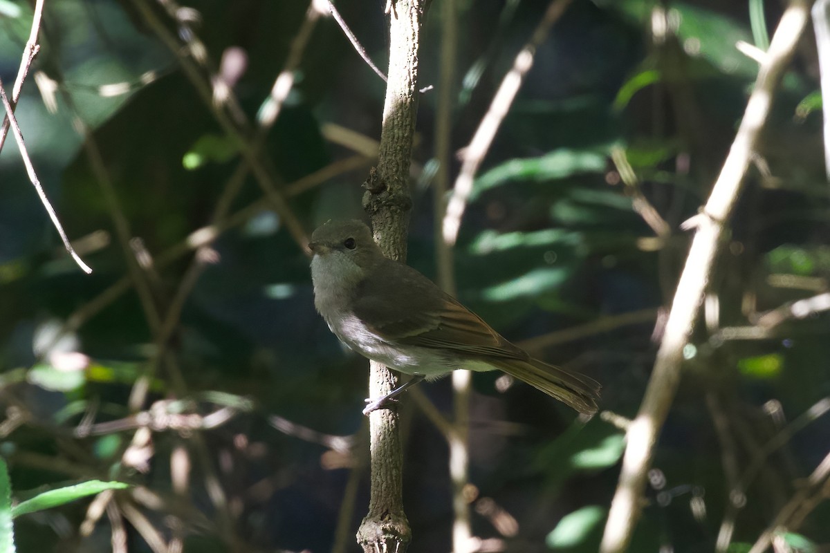 Golden Whistler - ML349875521