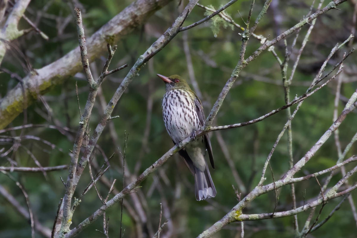 Olive-backed Oriole - ML349875601