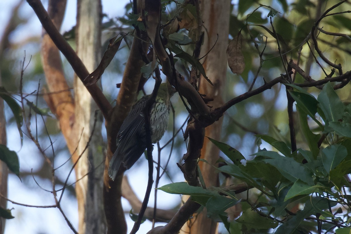 Olive-backed Oriole - ML349875731