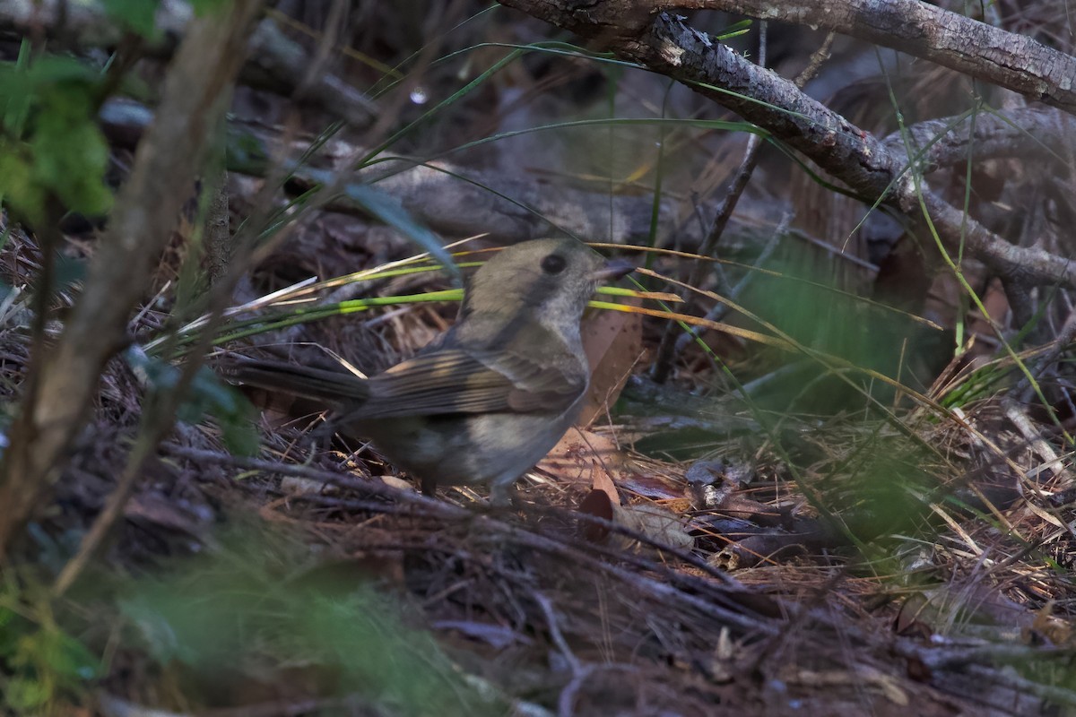 Golden Whistler - ML349876901