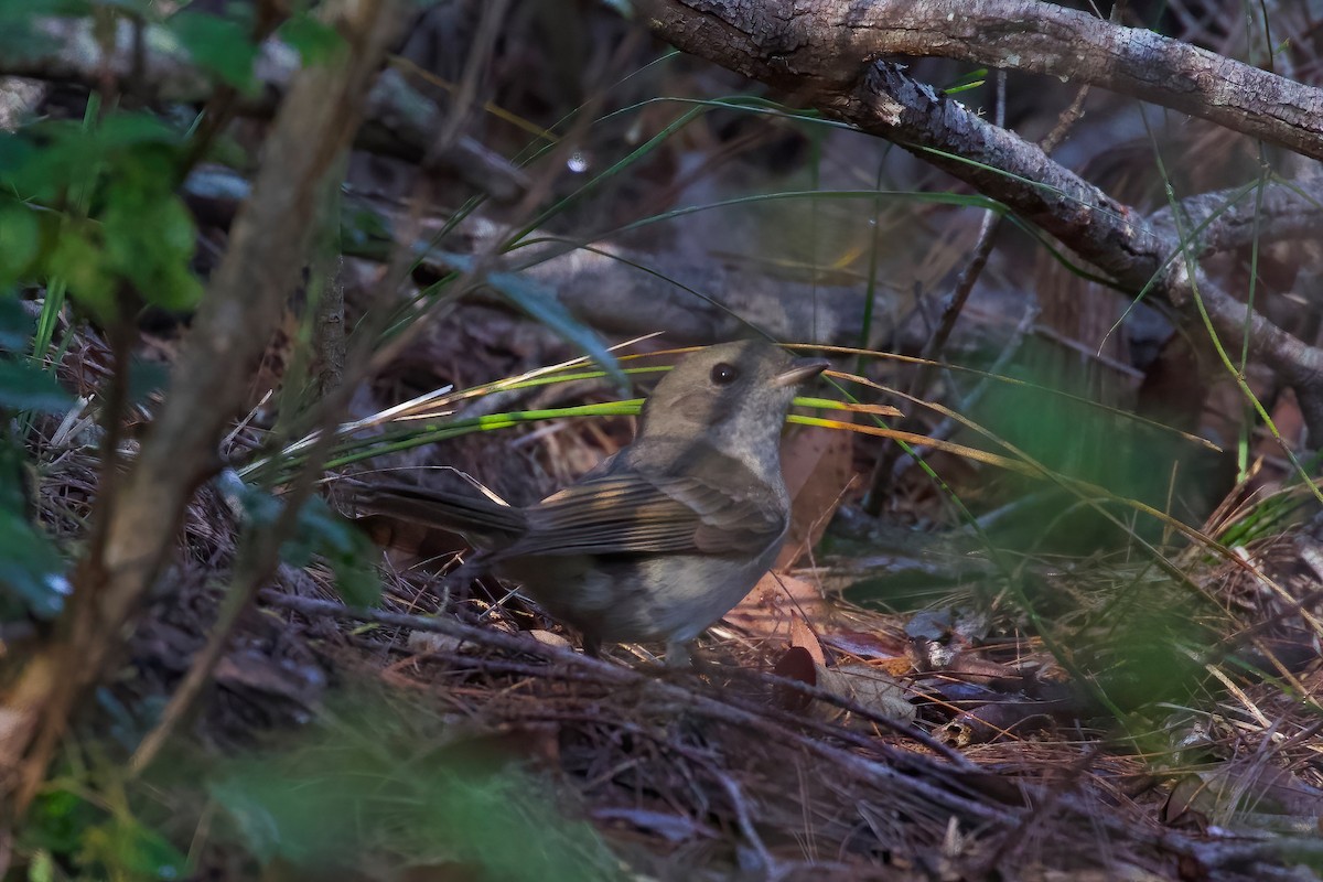 Golden Whistler - ML349876921