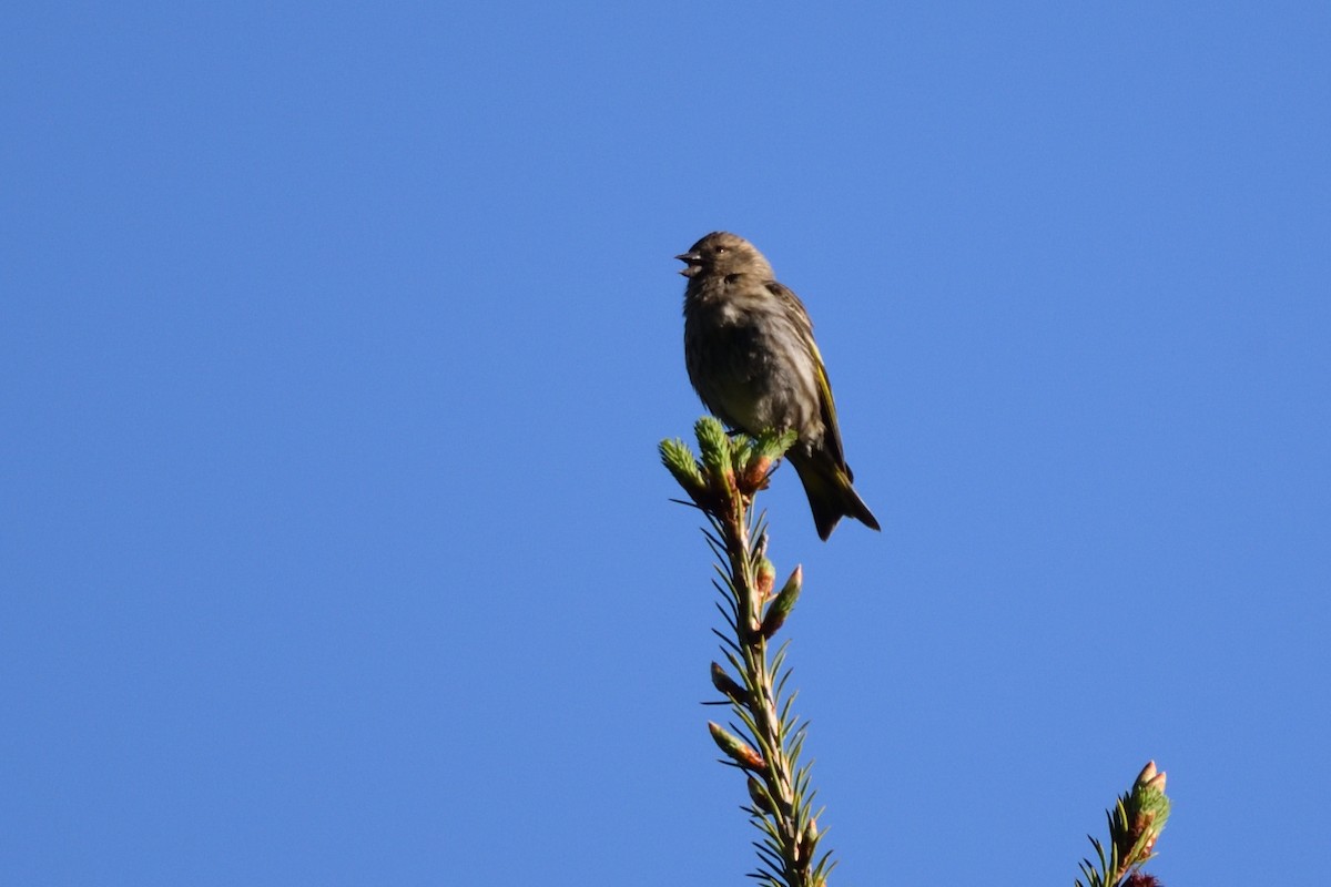 Pine Siskin - ML349878111