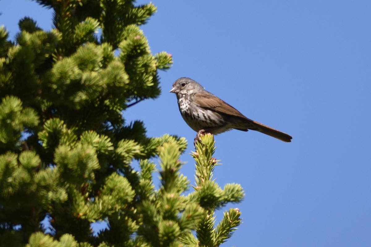 Fox Sparrow - ML349878131