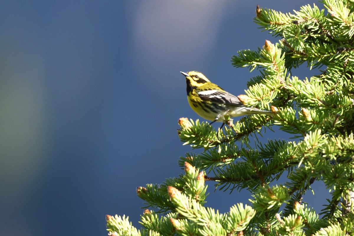 Townsend's Warbler - ML349878161