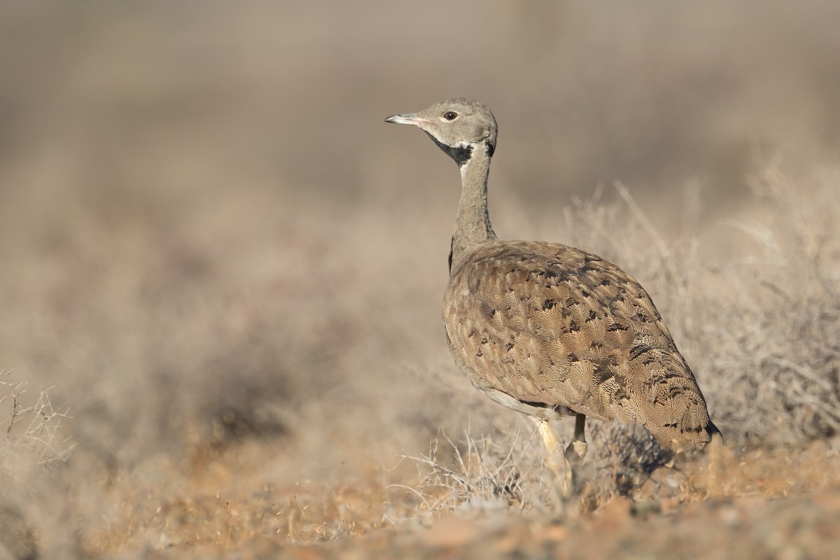 Sisón del Karoo - ML349878371