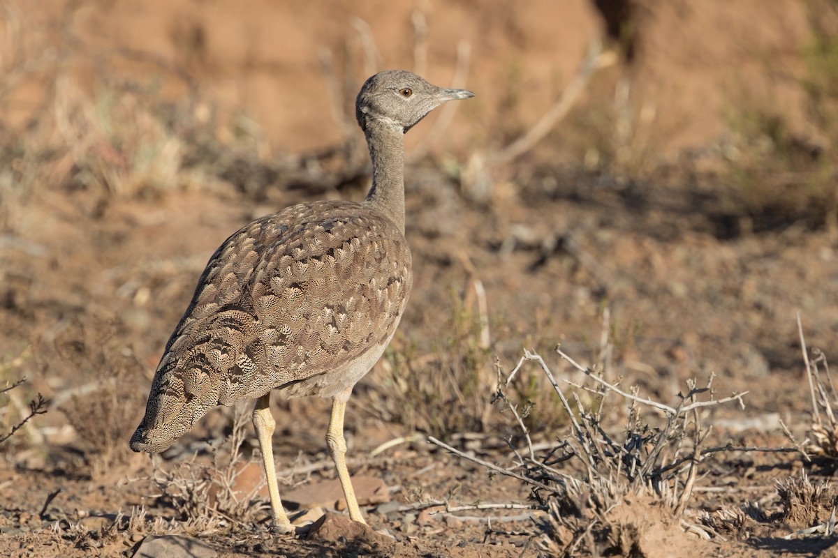 Sisón del Karoo - ML349878421