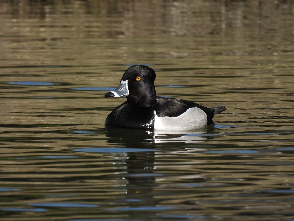 Ring-necked Duck - ML349879741