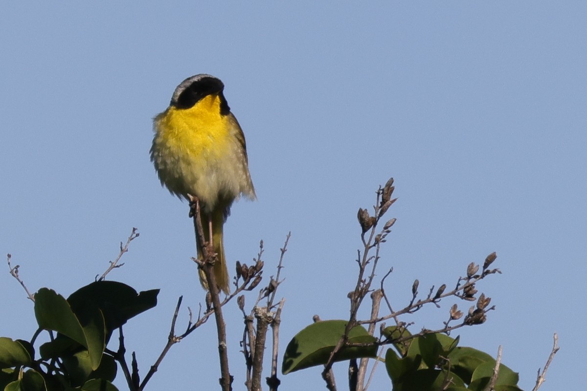 Common Yellowthroat - ML349880241